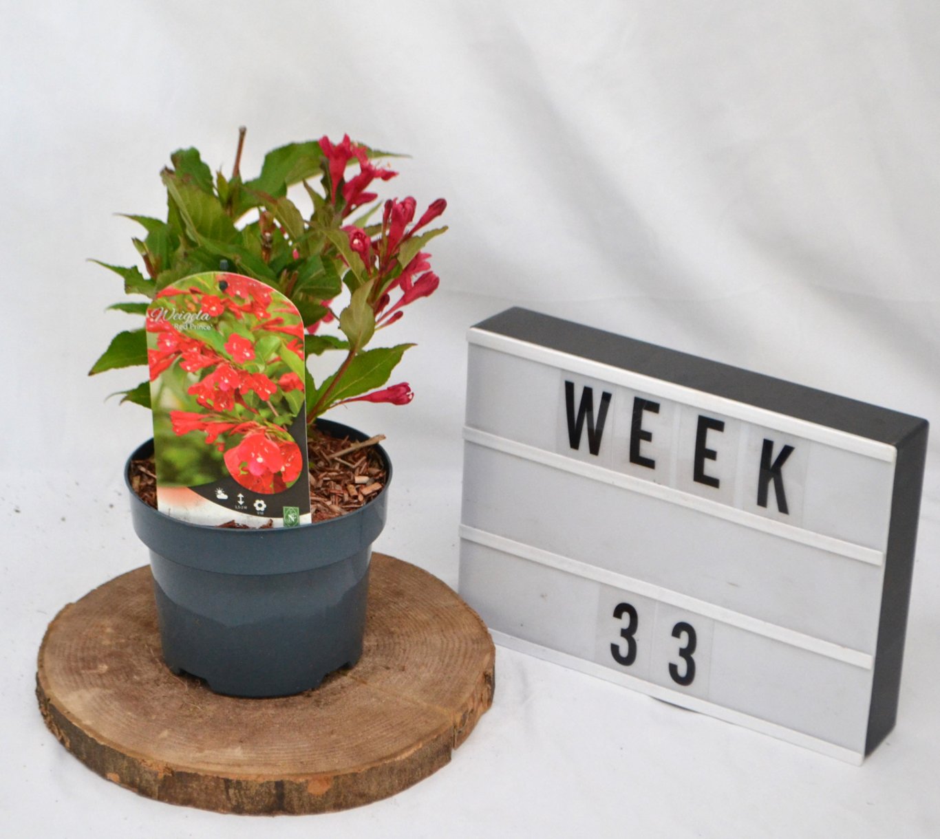 Weigela 'Red Prince' - C2 50-60 CM